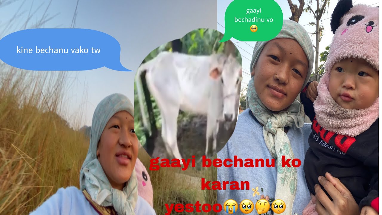 GAYI BECHANU KO KINW BECHADINU  VAYO TW😢🥺🥺 KARAN YESTO CHHA🙏😱🥺🥺🤔🤔