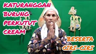 KATURANGGAN BURUNG PERKUTUT CREAM BY @sahirutomo535