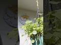Freshness#new beginings #day #sunrise#aura #garden #plants #calmnature #calmenergy#birds #coversong