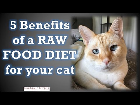 5-benefits-of-a-raw-food-diet-for-cats-–-healthy-homemade-cat-food-/-raw-meat-diet-for-cats