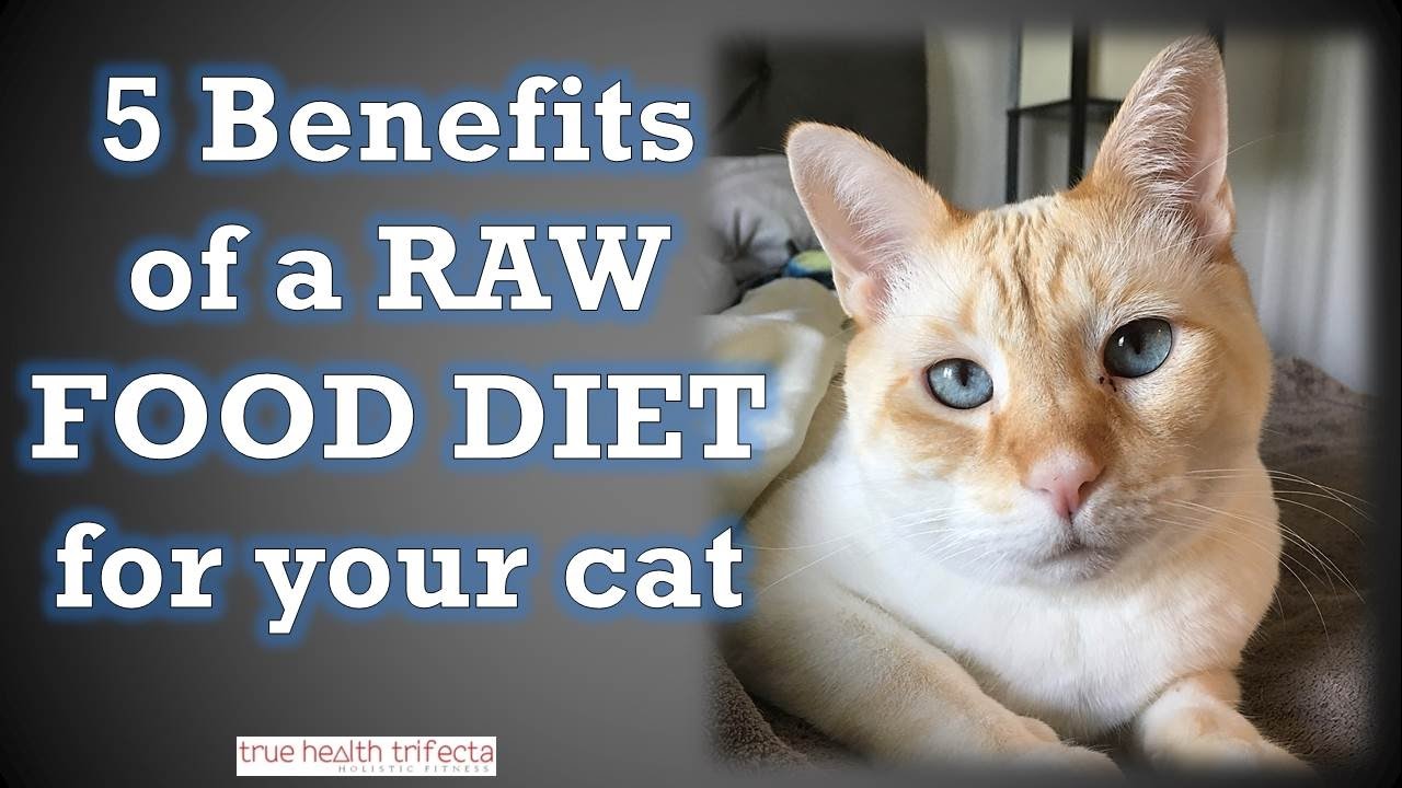 giving raw meat to cats