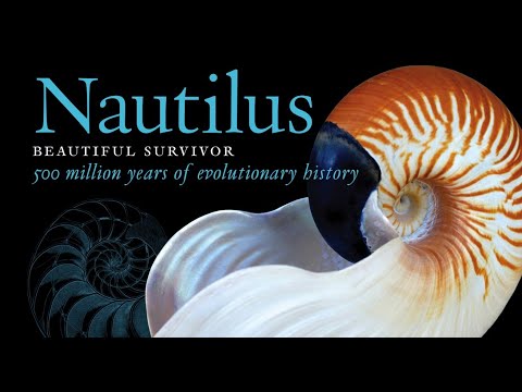 Nautilus:  Beautiful Survivor. 500 million years of evolutionary history