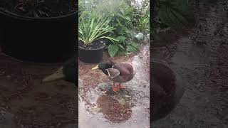 meet our ducky... graham!! #beautyofnature #life #precious #duck