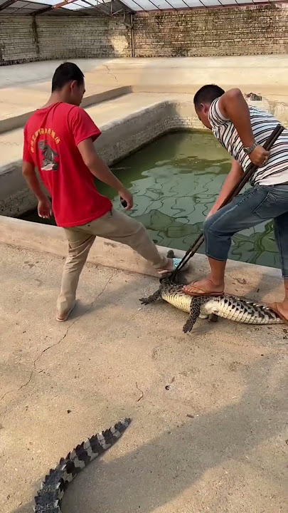 crocodile captured inside 💠 #crocodile #shorts