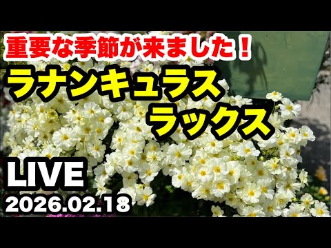 ◇【ラナンキュラスラックス】2月の作業🪴 - YouTube