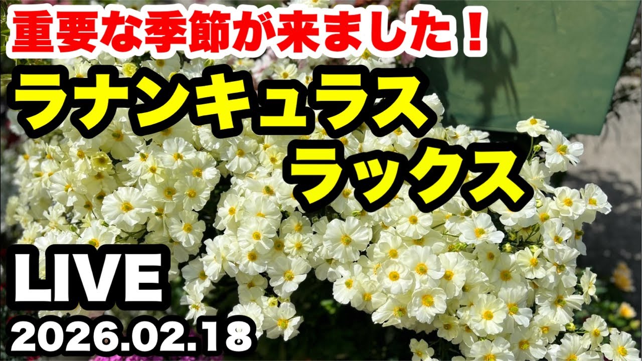 ◆【ラナンキュラスラックス】2月の作業🪴