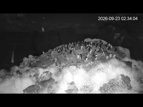 Antipodes Islands Erect-crested Penguins camera source preview