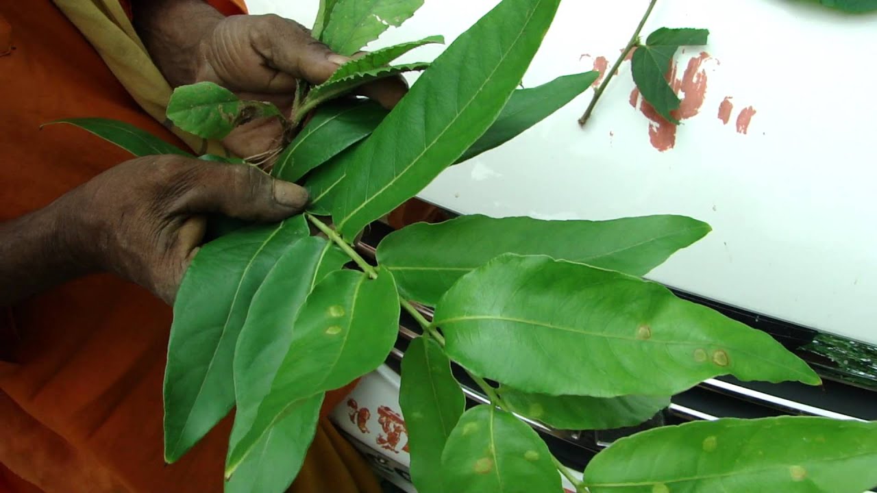 Forest Herbs for Penile Diseases- Pankaj Oudhia's Ethnobotanical Surveys-1855