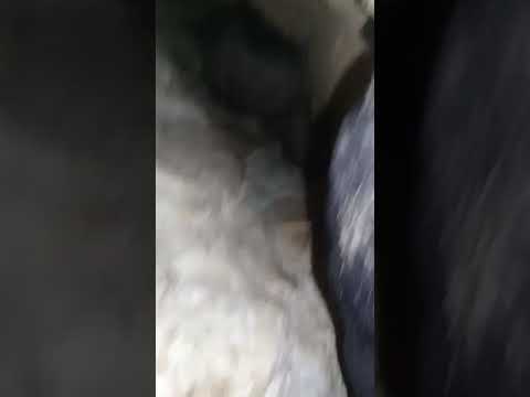 اكتشاف وكر الغرير