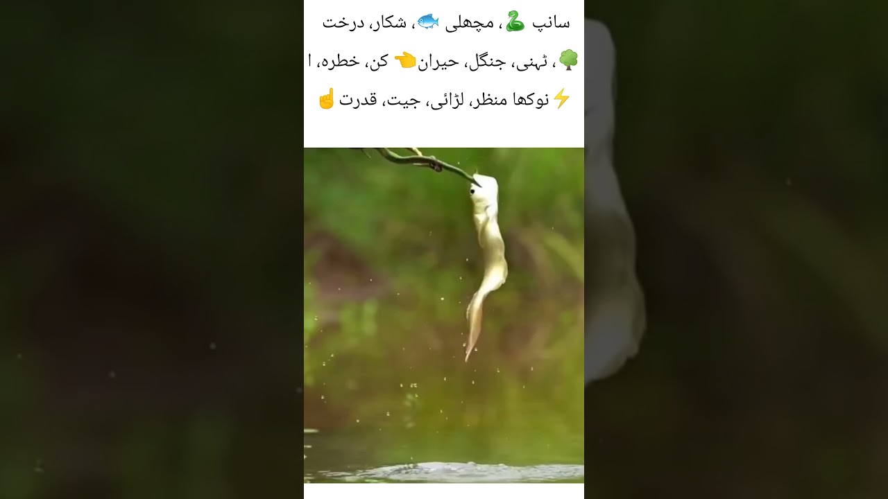 Fish Hunts Snake on Tree Branch | Unbelievable Nature Scene