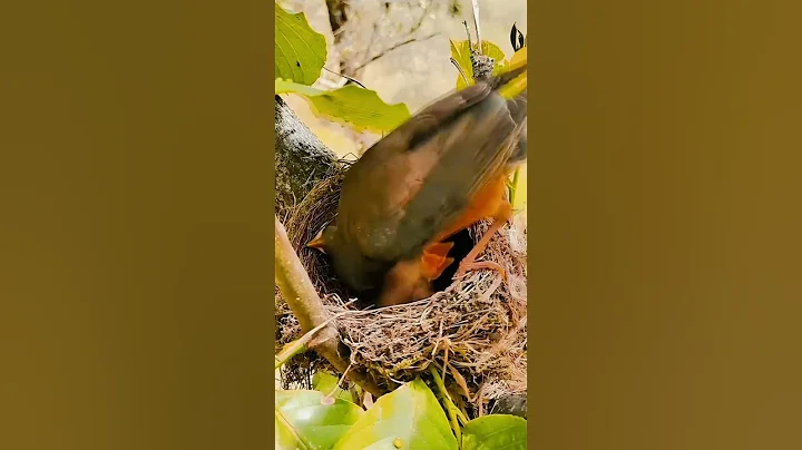 Way to survive #birdlife #bird #birdwatching #birdlove #birdlover #fyp #fypシ #naturelove #naturelove