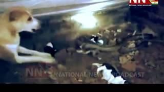 Dog trying to save her puppies from a poisonous cobra