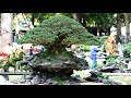 Vietnamese Bonsai Exhibition 2017