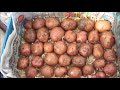 В теплице: как проращиваю картофель и готовлю грядки для томатов.