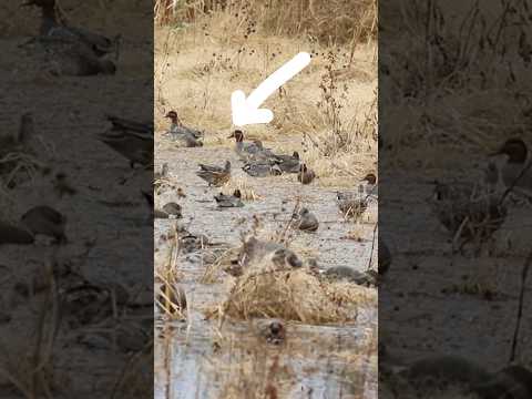 Real Ducks Prove Decoy Mistake #duckhunting