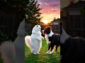 #puupydog #cat