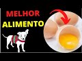 PODE DAR OVO PARA CACHORRO - O Segredo do Cão Saudável