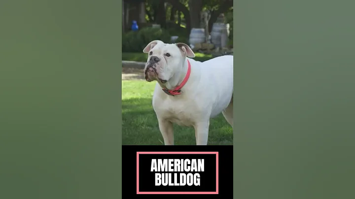 American Bulldogs Breed Characteristics & Behavior @Manimalian  #shorts #youtubeshorts