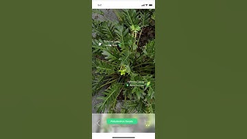 iPlant - Liangyu Wang UI UX design portfolio