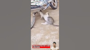 Mèo con bắt chuột rất giỏi, nhưng vẫn chưa đủ kỹ năng để bắt chuột lớn