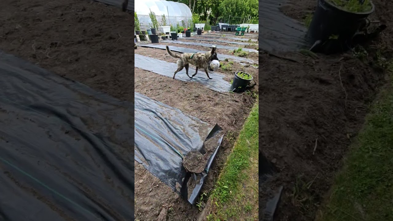 Garden Reno: June 1st 2025 