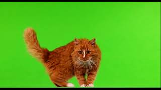 #кошки на зелёном экране #футажи #cats on green screen #footage