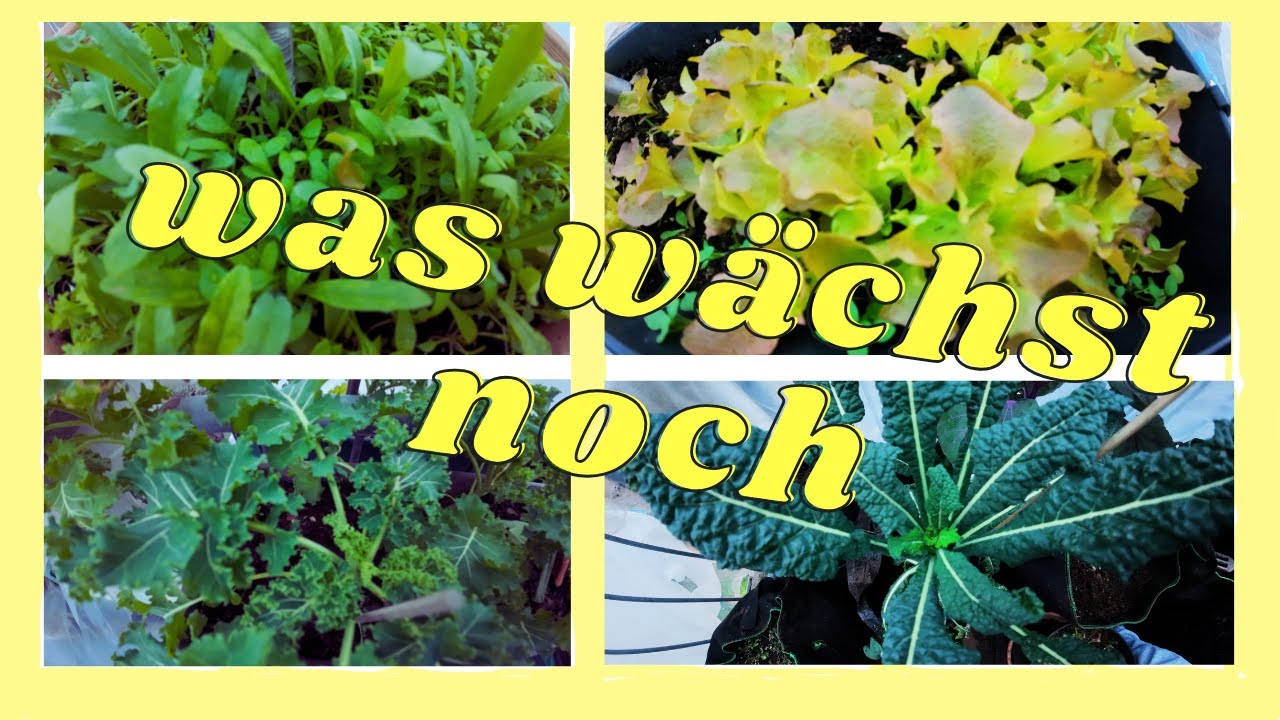 Balkon-Rundgang im November 🍂 | Mini-Balkon Update Vikis grüner Balkon