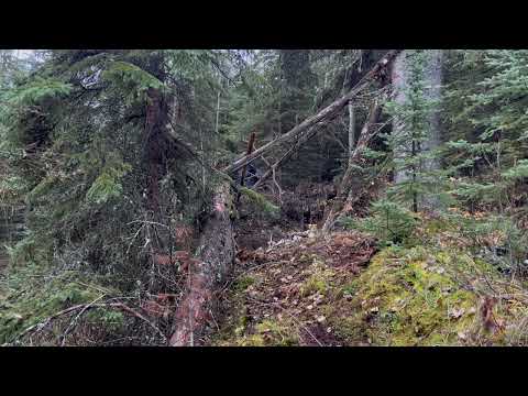 Hunters Capture More Clear Footage Of A Large Upright Mountain Beast Near Camp