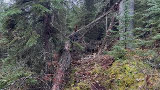 Hunters Capture More Clear Footage Of A large Upright  Mountain Beast Near Camp