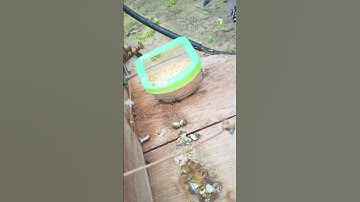 Pikat Tekukur Tua #balam  #derkukur #tekukurnusantara #derkuku #tekukur #pigeon #pikatterkukur