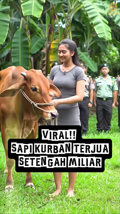 Janda Dapat Rezeki Nomplok, Sapinya Terjual Setengah Miliar #shorts #kisahnyata #viralvideo #viral