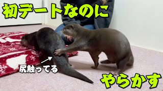 カワウソしゃもじがせっかくの初デートでやらかしてしまった・・・