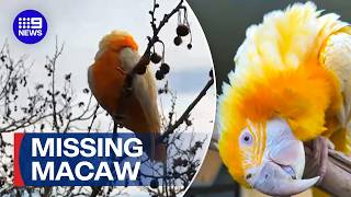 City-wide search for rare macaw worth tens of thousands of dollars | 9 News Australia