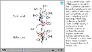 Influenza virus entry into a cell