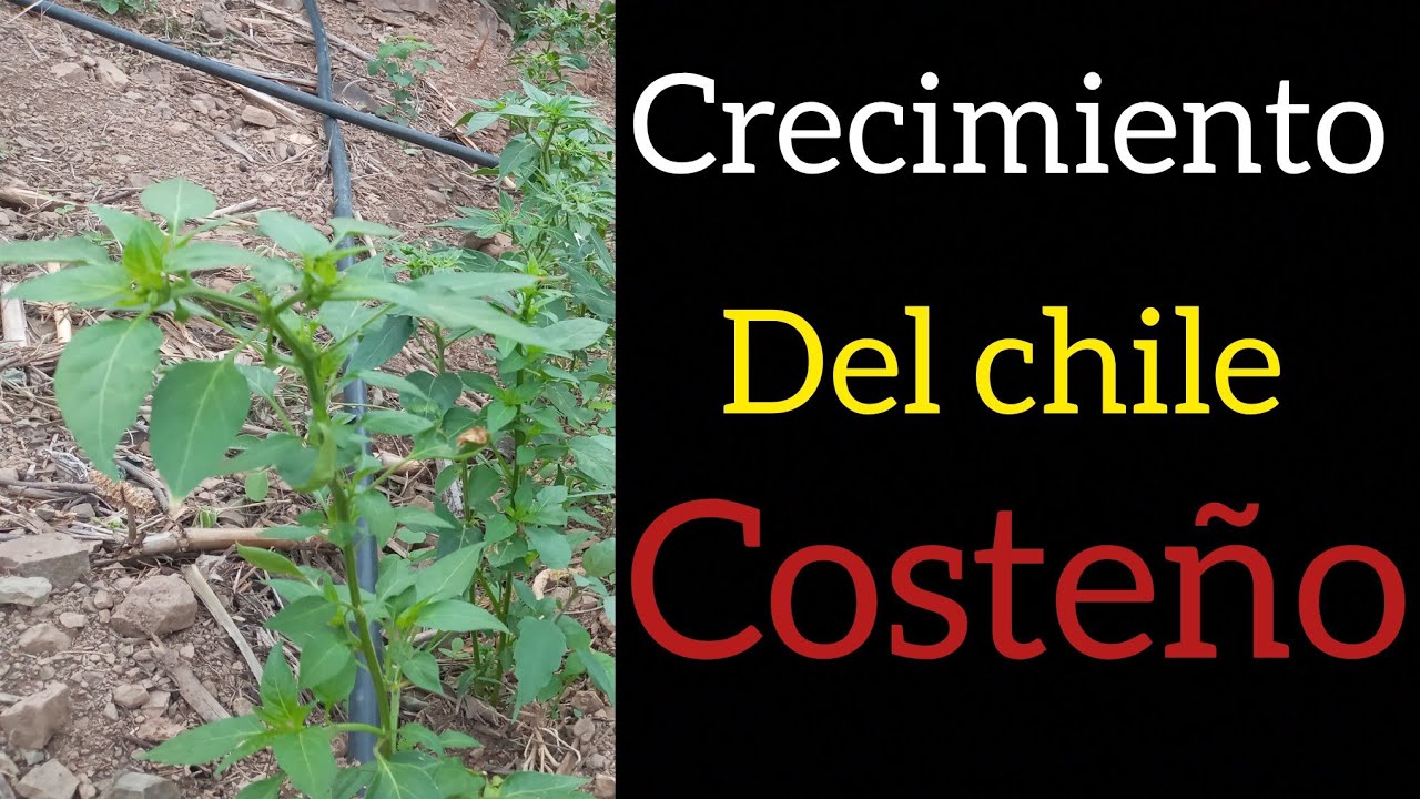 Crecimiento de la planta de Chile Costeño después de la fertilización ...