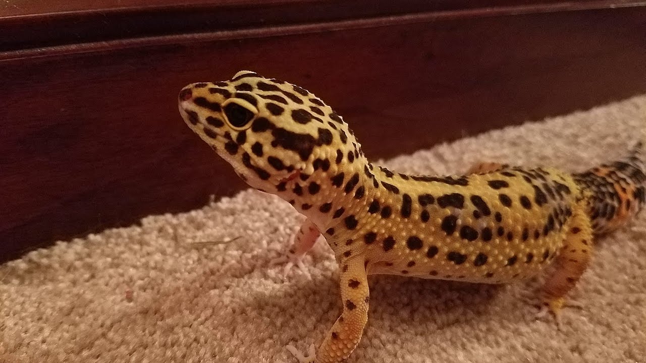 insects picture Reptile & Hissing Cockroach Updates