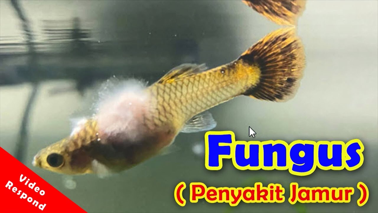 Fungus (Penyakit Jamur)