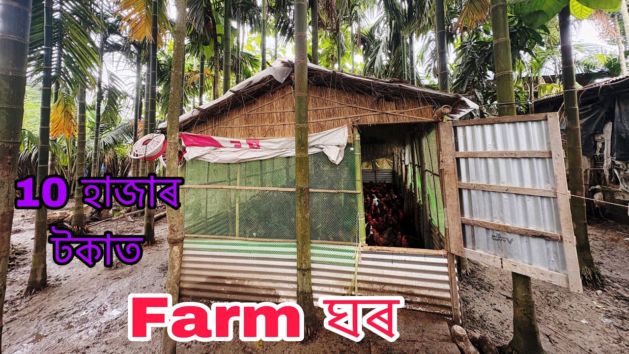 10 হাজাৰ টকাত Farm ঘৰ । Nagaon murgi Farm | Farm house | sonali murgi Farm ghor 