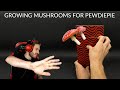 Growing Mushrooms For PewDiePie Time Lapse