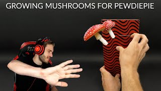 Growing Mushrooms For PewDiePie Time Lapse