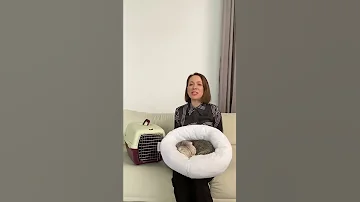 Как приучить кошку к поездкам