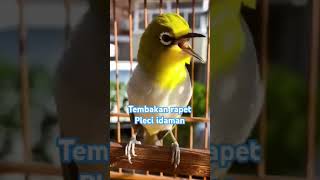 Pleci gacor tembakan rapet idola gantangan #pleci #plecigacor #burungkicau #viralvideo #fypシ゚viral