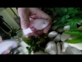 Axolotls My little monster Аксолотль мой маленький монстр