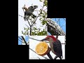 New bird spotlight the red-bellied woodpecker! #birdspotlight #woodpecker