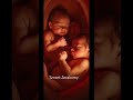 Cradled in the womb, two lives grow side by side — a bond formed before their first breath.