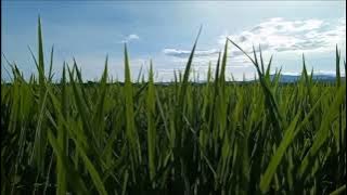 PESAWAHAN SANGAT INDAH MENGHIJAU FREE VIDEO BACKGROUND CINEMATIC PESAWAHAN, BACKSOUND NO COPYRIGHT