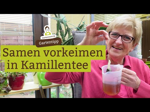 Video: Was ist eine Kamillenteepflanze - Wie man Kamillentee im Garten anbaut