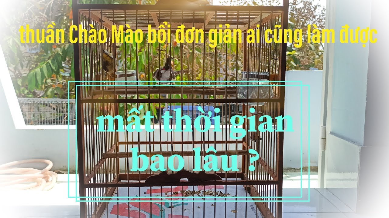 Thuần Chào Mào bổi đơn giản ai cũng làm được.Simple training on cresting.How long does it take ?