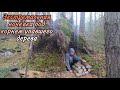 Выжить в лесу| Переночевать под корнем упавшего дерева |Bushcraft |Бушкрафт