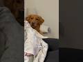 If Your Dog’s Going Crazy, There Will Be Signs!